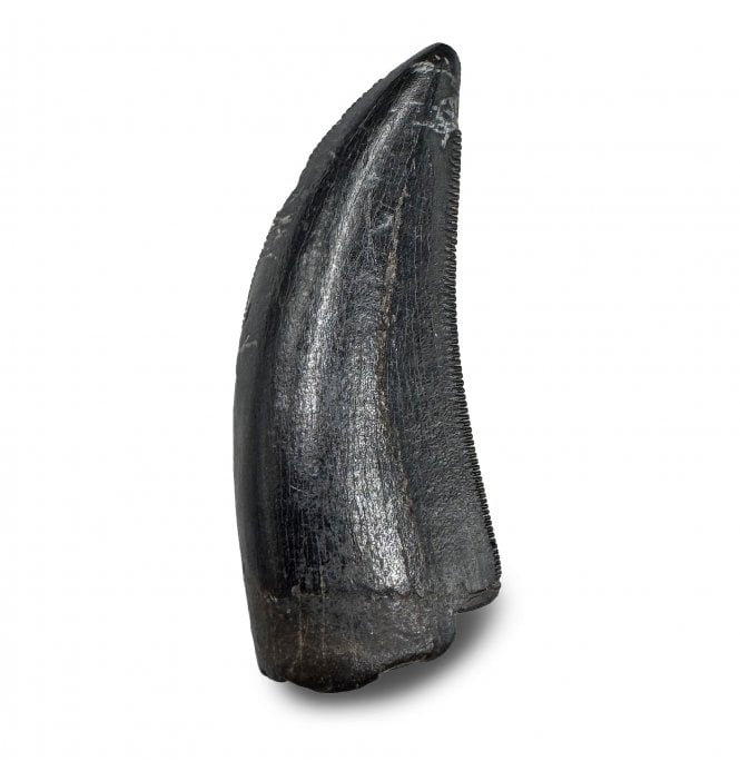 1.25 Inch Cretaceous Theropod Dinosaur (Tyrannosaur) Tooth from the Two Medicine Formation, Montana, USA (SKU V9278):- Daspletosaurus cf. torosus