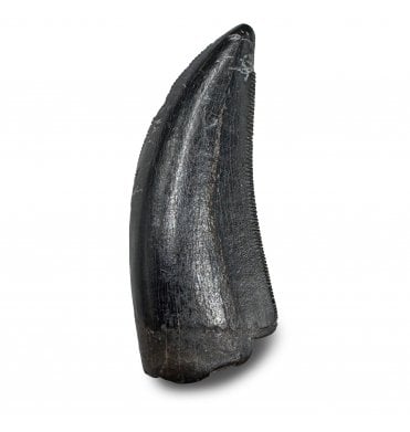 1.25 Inch Cretaceous Theropod Dinosaur (Tyrannosaur) Tooth from the Two Medicine Formation, Montana, USA (SKU V9278):- Daspletosaurus cf. torosus