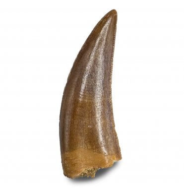 1.25 Inch Cretaceous Theropod (Nosasaur-Abeilsaur) Dinosaur Tooth from Kem Kem Beds, Morocco, North Africa (SKU V8223):- Deltadromeus aff. agilis