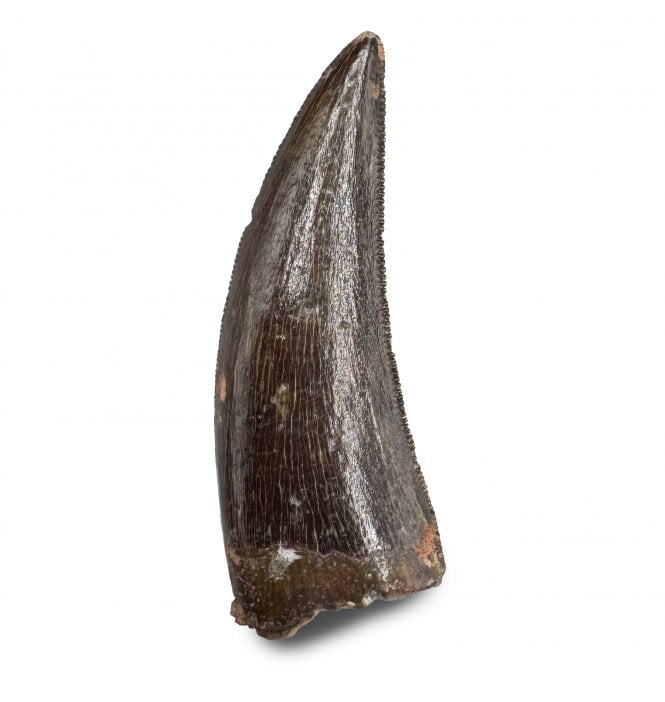 1.25 Inch Cretaceous Theropod (Nosasaur-Abeilsaur) Dinosaur Tooth from Kem Kem Beds, Morocco, North Africa (SKU V8224):- Deltadromeus aff. agilis