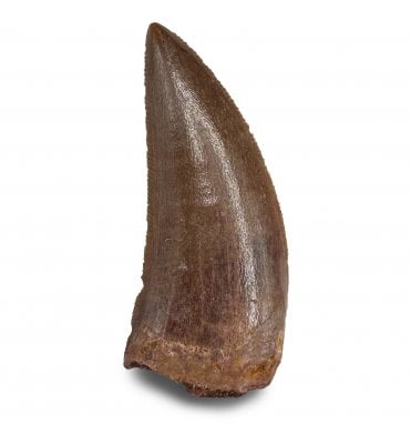 1.25 Inch Cretaceous Theropod (Nosasaur-Abeilsaur) Dinosaur Tooth from Kem Kem Beds, Morocco, North Africa (SKU V8225):- Deltadromeus aff. agilis