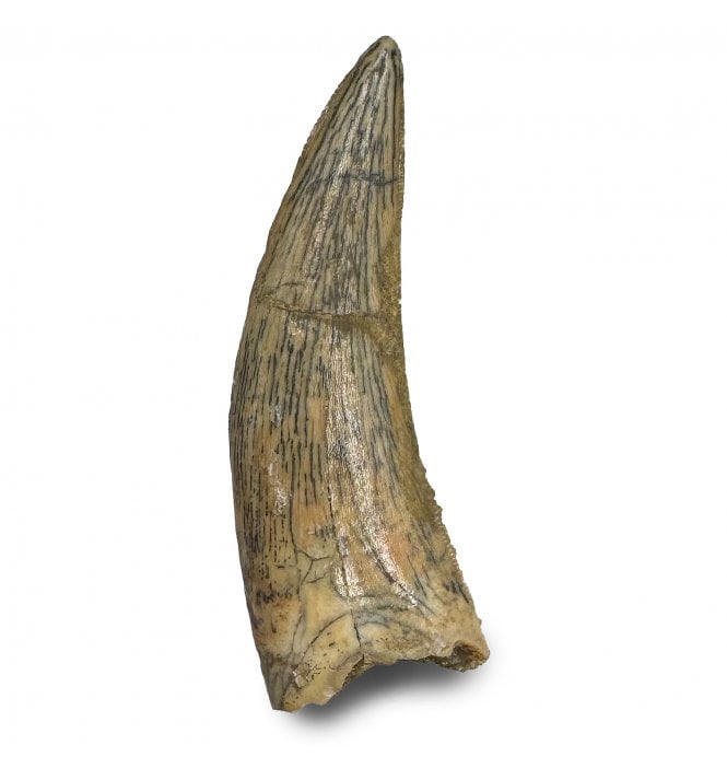 1.25 Inch Cretaceous Theropod (Nosasaur-Abeilsaur) Dinosaur Tooth from Kem Kem Beds, Morocco, North Africa (SKU V8226):- Deltadromeus aff. agilis