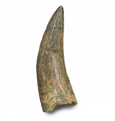 1.25 Inch Cretaceous Theropod (Nosasaur-Abeilsaur) Dinosaur Tooth from Kem Kem Beds, Morocco, North Africa (SKU V8226):- Deltadromeus aff. agilis