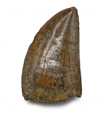 1.5 Inch Cretaceous Theropod (Carnosaur) Tooth from Morocco (SKU V8776):- Carcharodontosaurus cf. saharicus