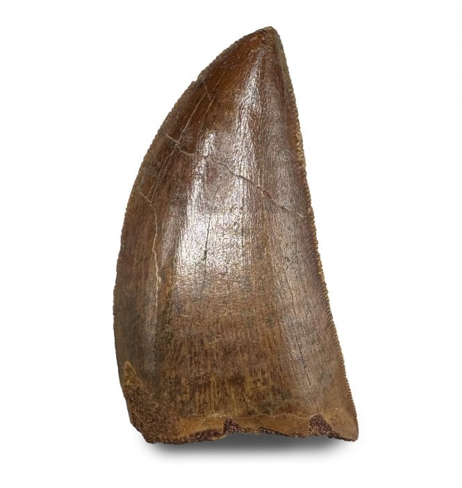 1.5 Inch Cretaceous Theropod Dinosaur (Carnosaur) Tooth from Morocco, North Africa (SKU V8943):- Carcharodontosaurus cf. saharicus
