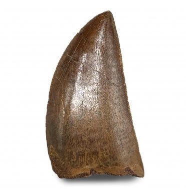 1.5 Inch Cretaceous Theropod Dinosaur (Carnosaur) Tooth from Morocco, North Africa (SKU V8943):- Carcharodontosaurus cf. saharicus