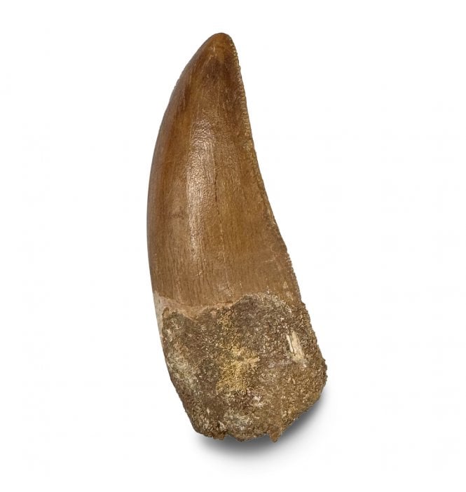 1.75 Inch Cretaceous Carnosaur Dinosaur Tooth from Kem Kem Beds, Morocco, North Africa (SKU V9311):- Carcharodontosaurus cf. saharicus
