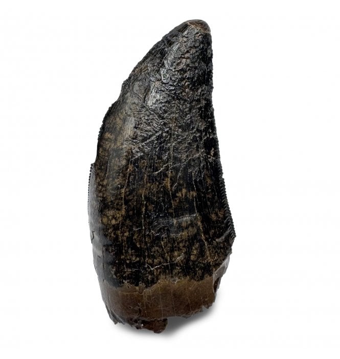 Cretaceous Theropod Dinosaur (Tyrannosaurus) Tooth from the Hell Creek Formation, Montana, USA (SKU V7520):- Tyrannosaurus Rex