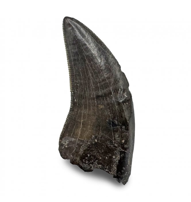 1 Inch Cretaceous Dinosaur (Tyrannosaur) Tooth from Montana, USA (SKU V7734):- Nanotyrannus lancensis
