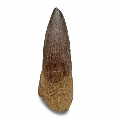 2.5 Inch Cretaceous Theropod (Spinosaurus) Tooth from Kem Kem, Morocco (SKU V7769):- Spinosaurus sp. indet.