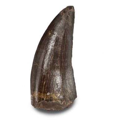2 Inch Cretaceous Carnosaur Dinosaur Tooth from Kem Kem Beds, Morocco, North Africa (SKU V9309):- Carcharodontosaurus cf. saharicus