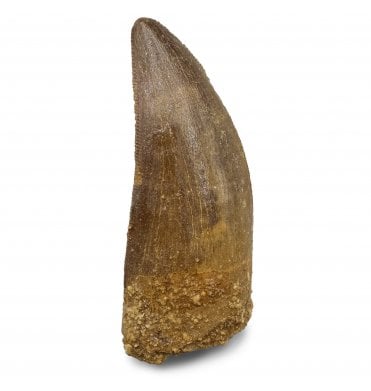 2 Inch Cretaceous Theropod (Carnosaur) Tooth from Morocco (SKU V8775):- Carcharodontosaurus cf. saharicus