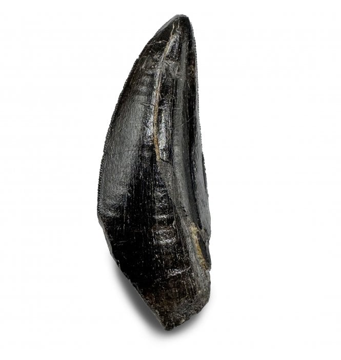 2 Inch Cretaceous Theropod Dinosaur (Tyrannosaur) Tooth from the Two Medicine Formation, Montana, USA (SKU V9280):- Daspletosaurus cf. torosus