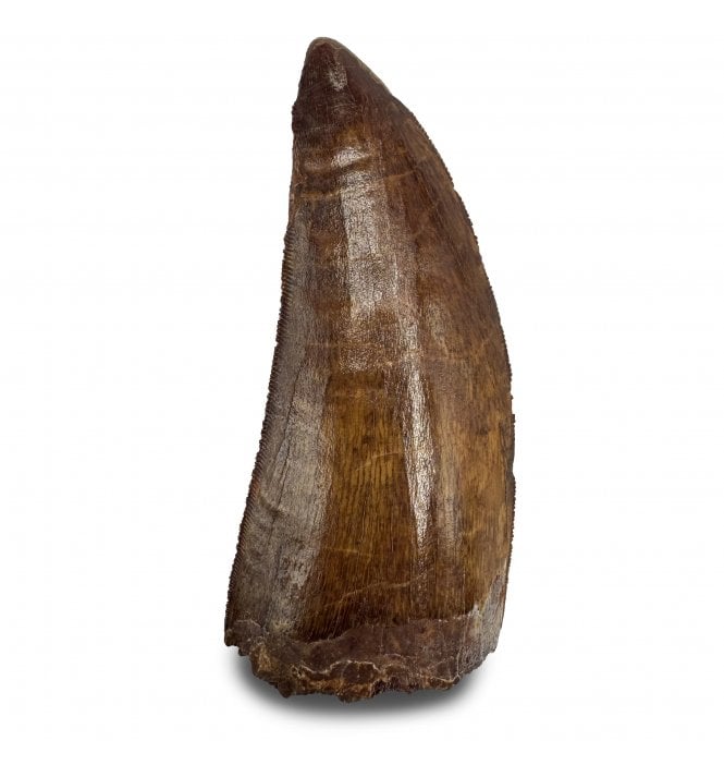 3.25 Inch Cretaceous Theropod Dinosaur (Carnosaur) Tooth from Morocco, North Africa (SKU V8222):- Carcharodontosaurus cf. saharicus
