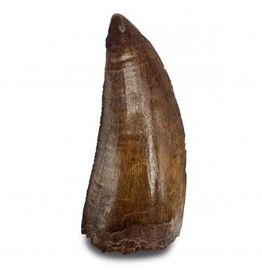 3.25 Inch Cretaceous Theropod Dinosaur (Carnosaur) Tooth from Morocco, North Africa (SKU V8222):- Carcharodontosaurus cf. saharicus