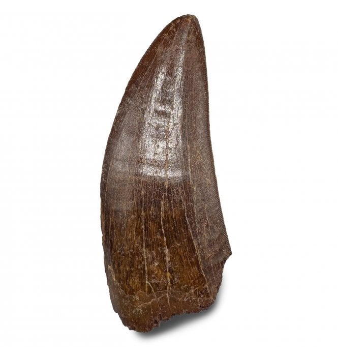 3.25 Inch Cretaceous Theropod Dinosaur (Carnosaur) Tooth from Morocco, North Africa (SKU V8944):- Carcharodontosaurus cf. saharicus