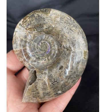 3.25 Inch Polished Cretaceous Ammonite from Madagascar (SKU A1611):- Lytoceras sp. indet