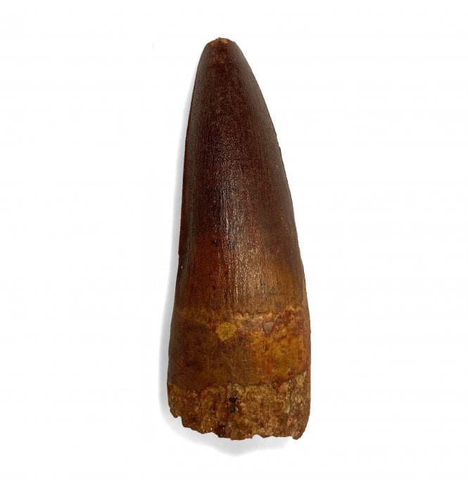 3.25 Inch Rare Cretaceous Theropod (Spinosaurid) Dinosaur Tooth from Kem Kem, Morocco (SKU V4301):- Sigilmassaurus aff. brevicollis