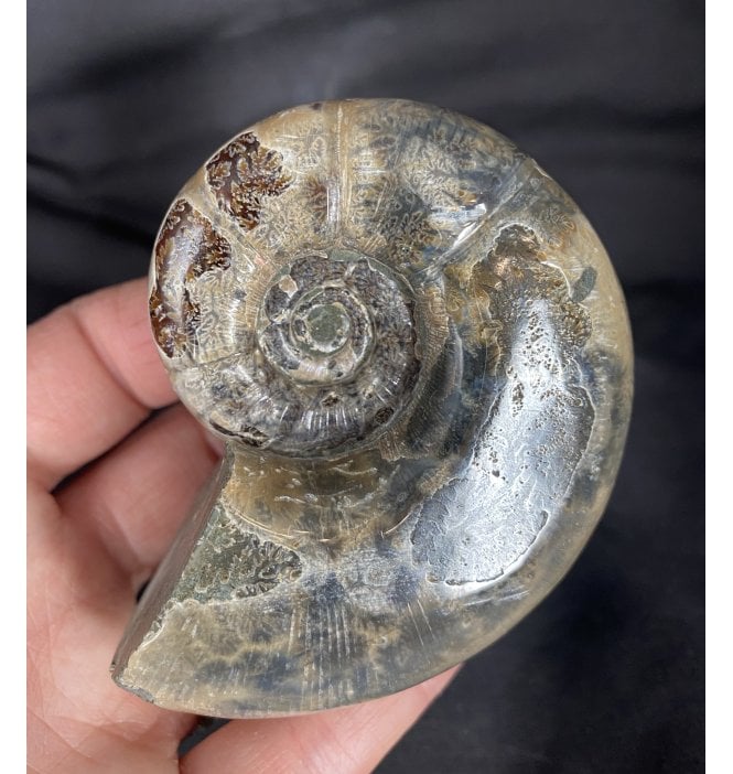 3.25 Inch Upper Cretaceous Ammonite from Madagascar (SKU A1609):- Argonauticeras sp.