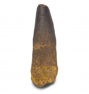 3.5 Inch Cretaceous Theropod (Spinosaurus) Dinosaur Tooth from Kem Kem Beds, Morocco (SKU V9294):- Spinosaurus cf. aegypticus