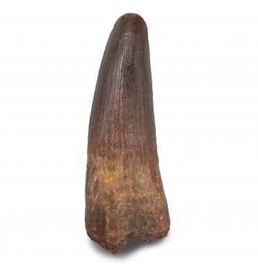 3.5 Inch Cretaceous Theropod (Spinosaurus) Dinosaur Tooth from Kem Kem Beds, Morocco (SKU V9295):- Spinosaurus cf. aegypticus