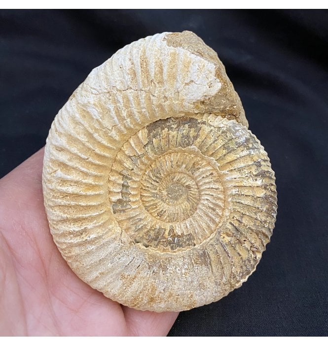 3.5 Inch Middle Jurassic Ammonite from Madagascar (SKU A1669):- Dichotomosphinctes antecedens