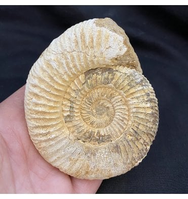 3.5 Inch Middle Jurassic Ammonite from Madagascar (SKU A1669):- Dichotomosphinctes antecedens