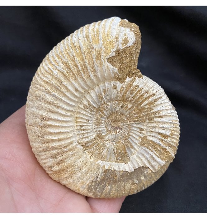 3.5 Inch Middle Jurassic Ammonite from Madagascar (SKU A1670):- Dichotomosphinctes antecedens