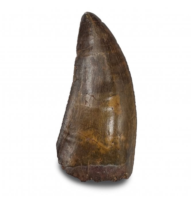 3 Inch Cretaceous Carnosaur Dinosaur Tooth from Kem Kem Beds, Morocco, North Africa (SKU V9296):- Carcharodontosaurus cf. saharicus