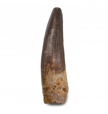 3 Inch Cretaceous Theropod (Spinosaurus) Dinosaur Tooth from Kem Kem Beds, Morocco (SKU V9291):- Spinosaurus cf. aegypticus
