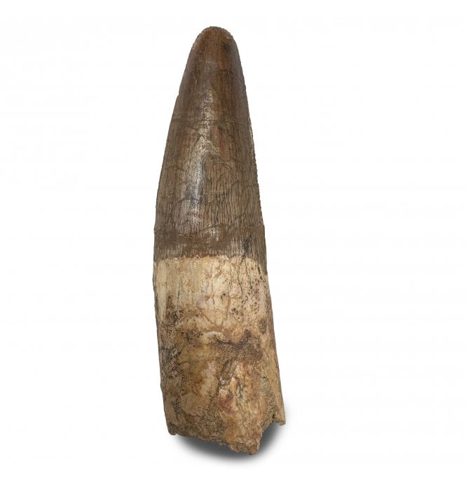 3 Inch Cretaceous Theropod (Spinosaurus) Dinosaur Tooth from Kem Kem Beds, Morocco (SKU V9292):- Spinosaurus cf. aegypticus