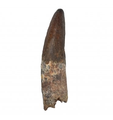 3 Inch Cretaceous Theropod (Spinosaurus) Dinosaur Tooth from Kem Kem Beds, Morocco (SKU V9293):- Spinosaurus cf. aegypticus