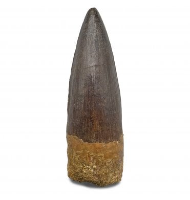 3 Inch Cretaceous Theropod (Spinosaurus) Tooth from Kem Kem Beds, Morocco (SKU V8602):- Spinosaurus sp. indet.