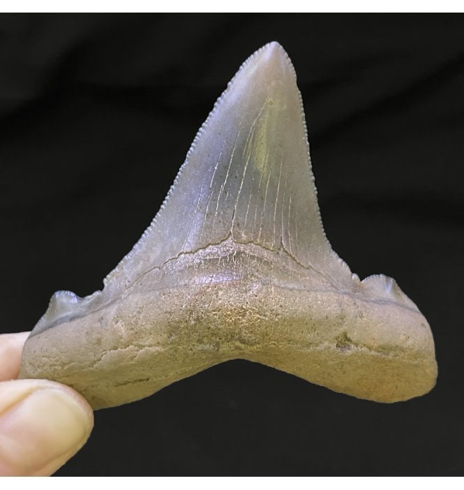 3 Inch Eocene ‘Megatooth’ Fossil Shark Tooth from South Carolina, USA (SKU V4782):- Carcharocles angustidens