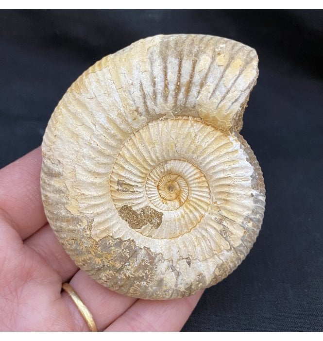 3 Inch Middle Jurassic Ammonite from Madagascar (SKU A1666):- Dichotomosphinctes antecedens