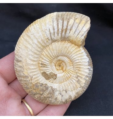 3 Inch Middle Jurassic Ammonite from Madagascar (SKU A1666):- Dichotomosphinctes antecedens
