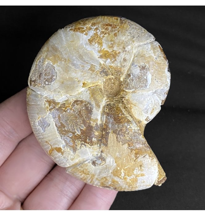 3 Inch Polished Oxfordian, Middle Jurassic Ammonite from Madagascar (SKU A2165):- Calliphylloceras disputabile