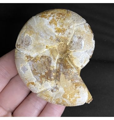 3 Inch Polished Oxfordian, Middle Jurassic Ammonite from Madagascar (SKU A2165):- Calliphylloceras disputabile