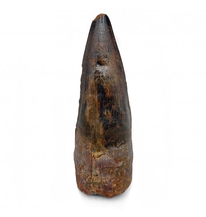 3 Inch Rare Cretaceous Theropod (Spinosaurid) Dinosaur Tooth from Kem Kem, Morocco (SKU V5872):- Spinosaurus cf. aegypticus
