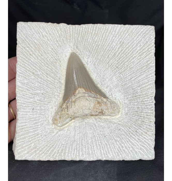 3 Inch Rare Upper Miocene Italian ‘Meg’ Fossil Shark Tooth from Puglia, Italy (SKU V2630):- Carcharocles chubutensis