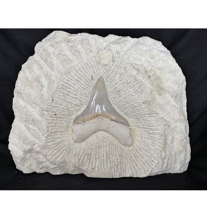 3 Inch Rare Upper Miocene Italian ‘Meg’ Fossil Shark Tooth from Puglia, Italy (SKU V2631):- Carcharocles chubutensis