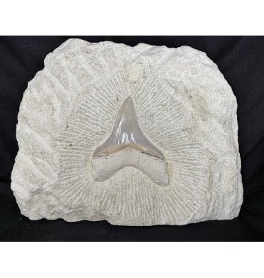 3 Inch Rare Upper Miocene Italian ‘Meg’ Fossil Shark Tooth from Puglia, Italy (SKU V2631):- Carcharocles chubutensis