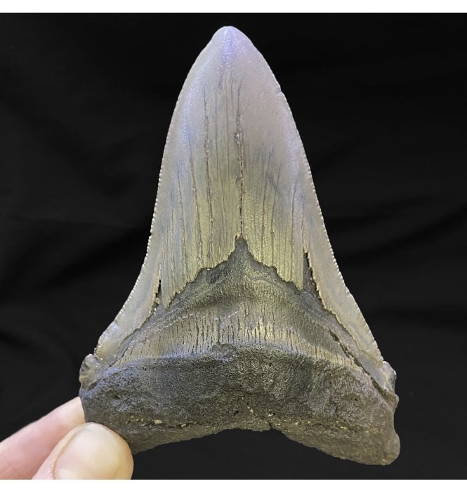 4.25 Inch Eocene ‘Megatooth’ Fossil Shark Tooth from South Carolina, USA (SKU V4780):- Carcharocles angustidens