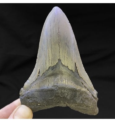 4.25 Inch Eocene ‘Megatooth’ Fossil Shark Tooth from South Carolina, USA (SKU V4780):- Carcharocles angustidens