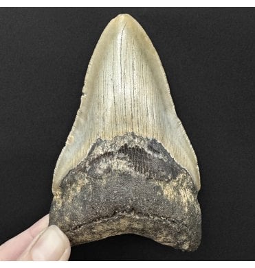 4.5 Inch Olive Green Miocene ‘Megalodon’ Shark Tooth from South Carolina, USA (SKU V9141):- Otodus (Carcharocles) megalodon