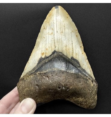 5.25 Inch Olive Green Miocene ‘Megalodon’ Shark Tooth from South Carolina, USA (SKU V9244):- Otodus (Carcharocles) megalodon