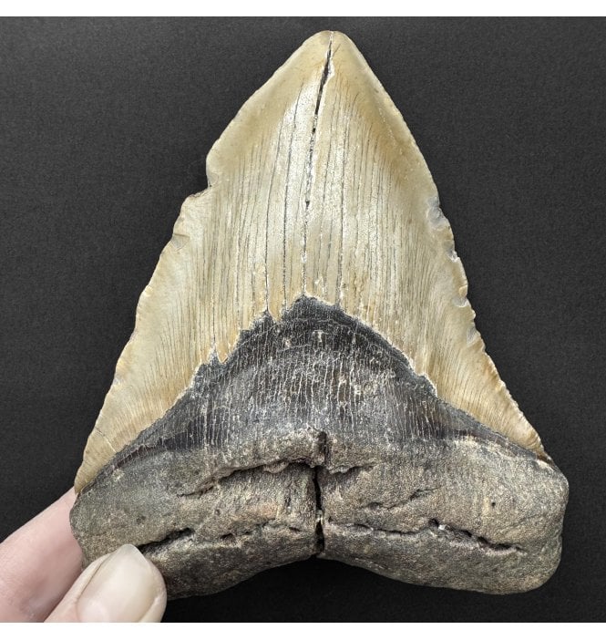 5.25 Inch Olive Green with Bite Damage Miocene ‘Megalodon’ Shark Tooth from South Carolina, USA (SKU V9146):- Otodus (Carcharocles) megalodon