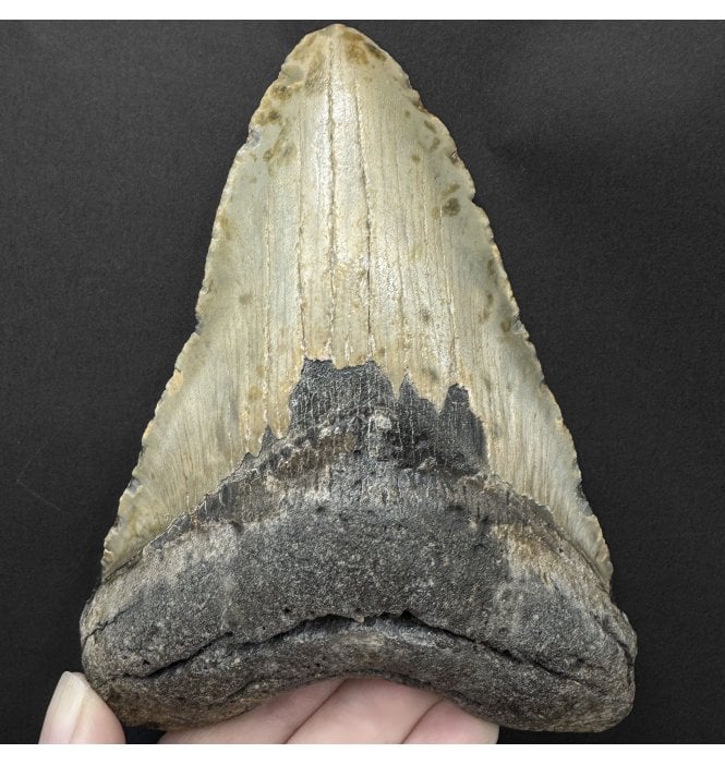 5.25 Inch Olive Green with Bite Damage Miocene ‘Megalodon’ Shark Tooth from South Carolina, USA (SKU V9175):- Otodus (Carcharocles) megalodon