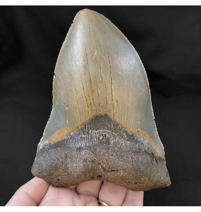 5.25 Inch Pathological Deformed Miocene ‘Megalodon’ Fossil Shark Tooth from South Carolina, USA (SKU V4219):- Otodus (Carcharocles) megalodon
