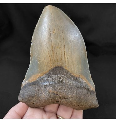 5.25 Inch Pathological Deformed Miocene ‘Megalodon’ Fossil Shark Tooth from South Carolina, USA (SKU V4219):- Otodus (Carcharocles) megalodon